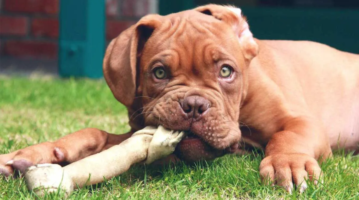 Dogue de Bordeaux Puppy Chewing Bone