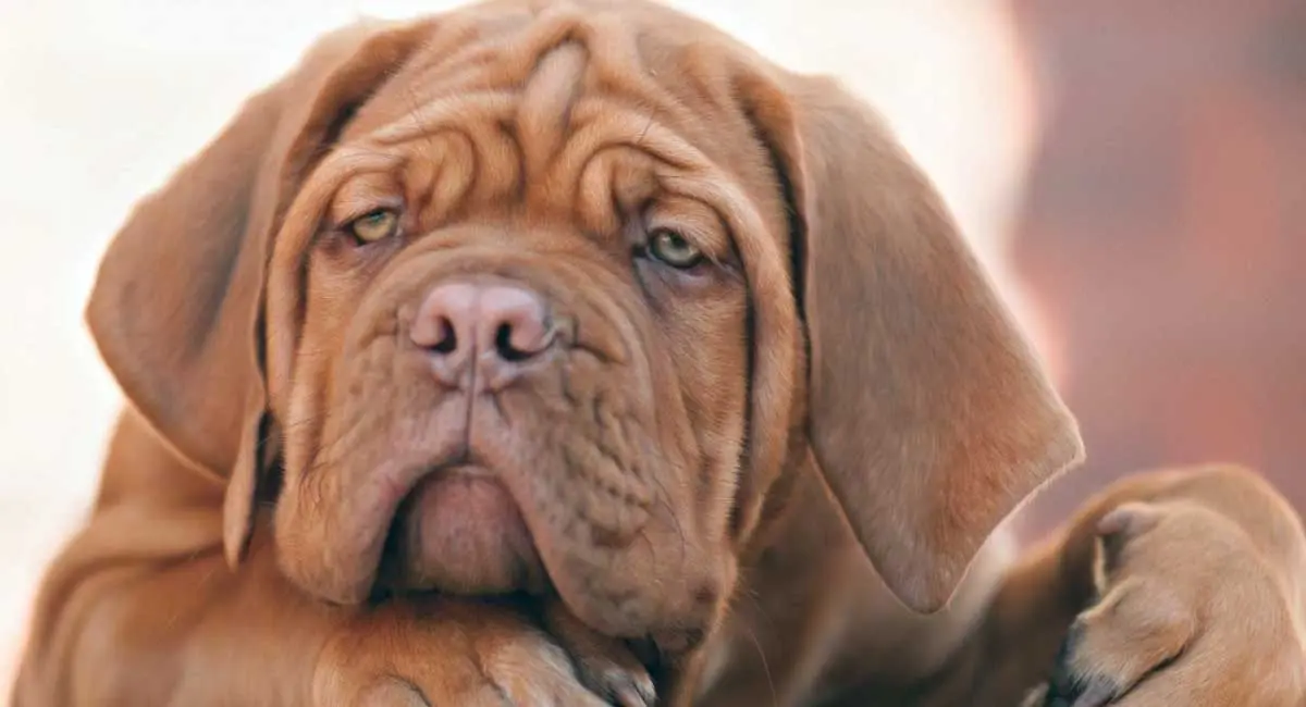 Dogue de Bordeaux Puppy on Step