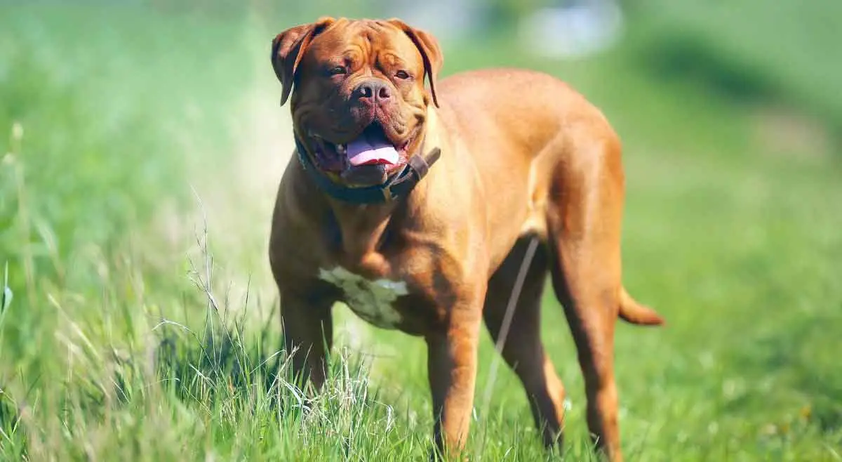 Dogue de Bordeaux Standing in Field