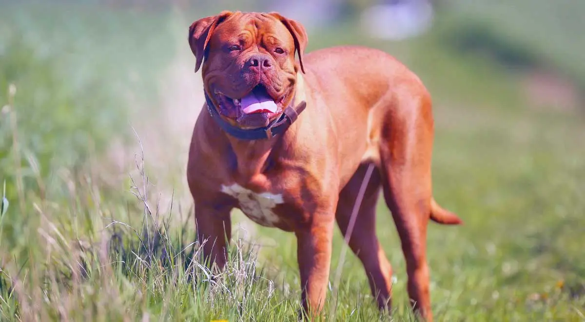 Dogue de Bordeaux Standing in Field