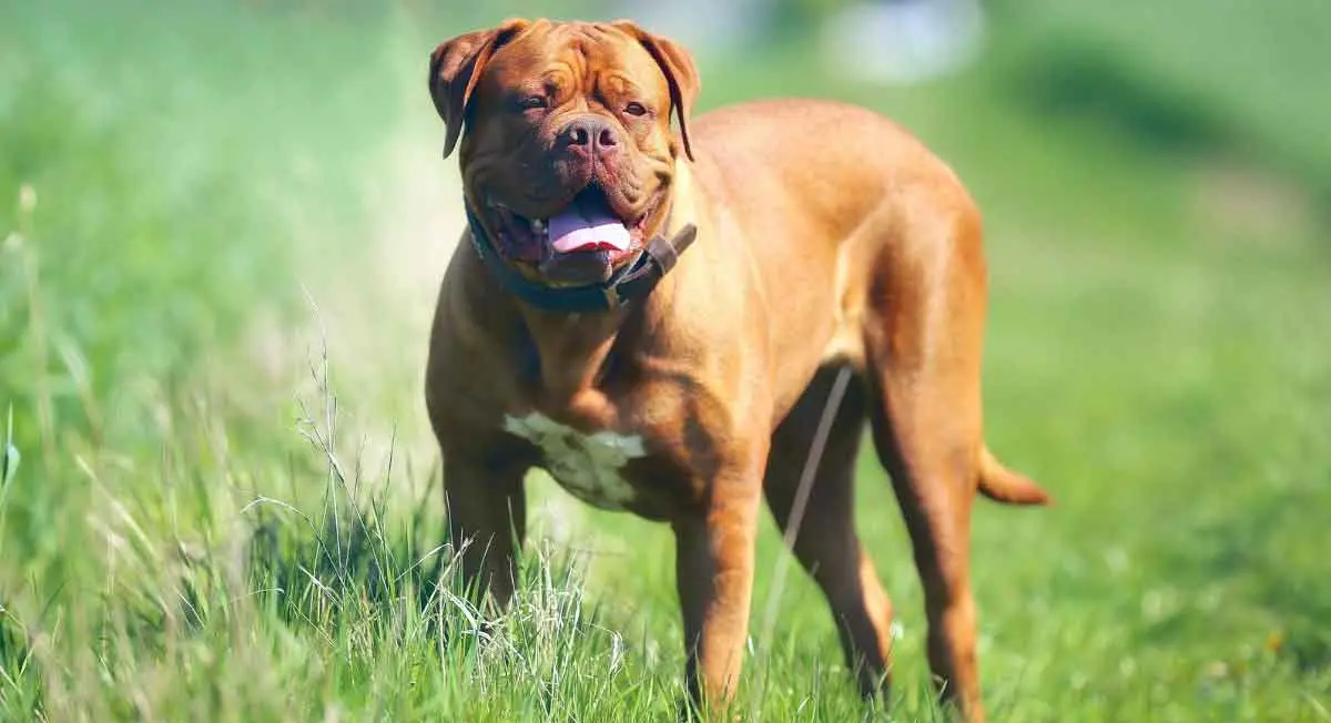 Dogue de Bordeaux Standing in Grass