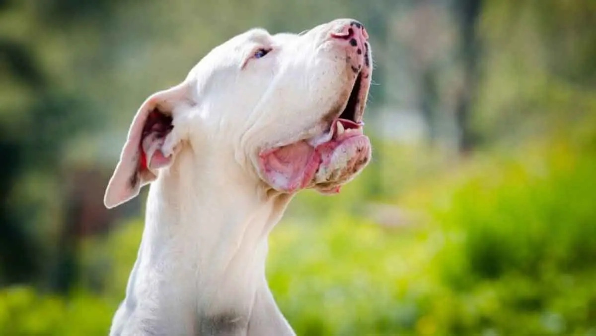 Double Merle Great Dane Sitting in Garden