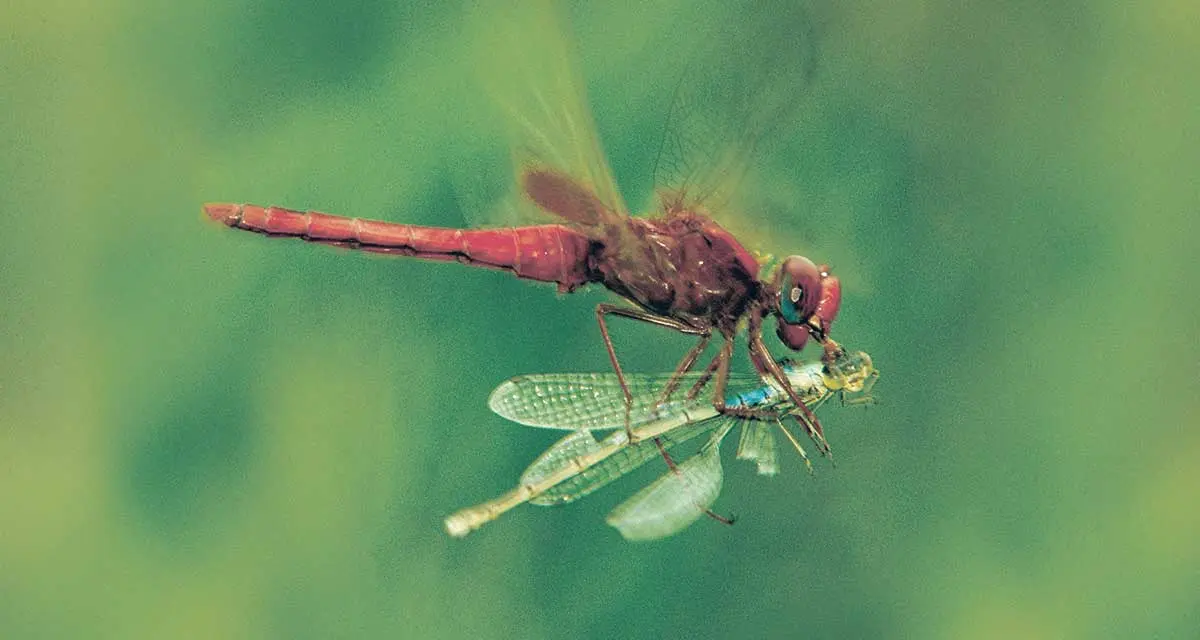 Dragonfly catching prey eating insect