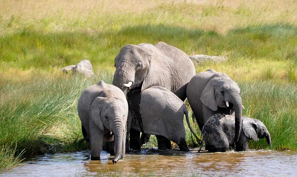 Elephant family at watering hole in Serengeti National Parks