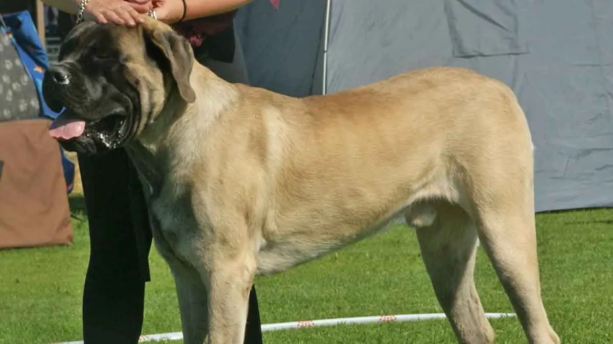 English_Mastiff_fawn_male_2