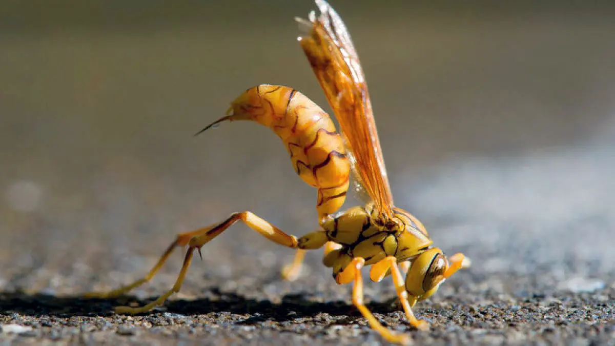 Executioner Wasp