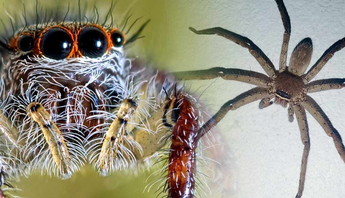 Exploring Arachnid Intelligence: Do Spiders Have Brains?