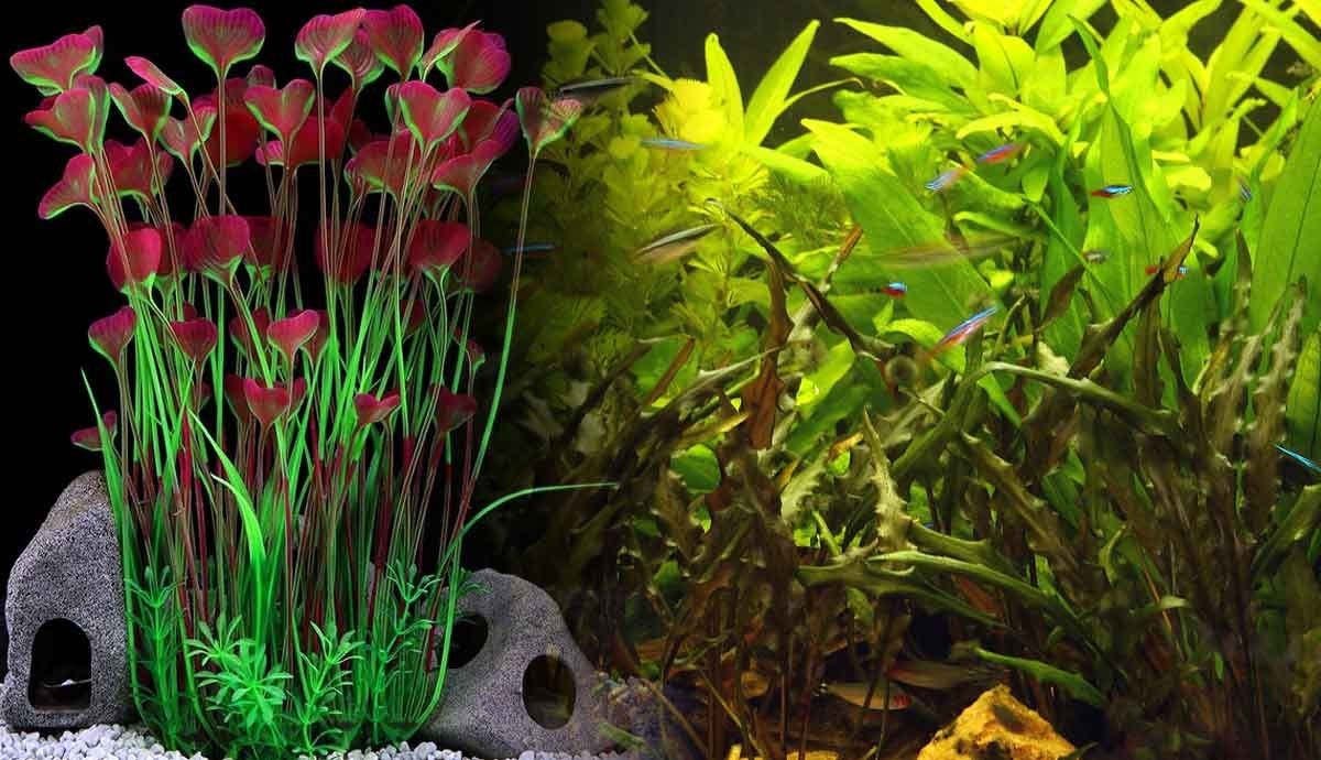 Fake vs. Live Aquarium Plants: Does it Matter?