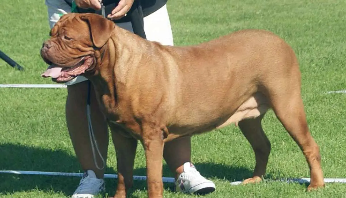 Female Dogue de Bordeaux on Leash