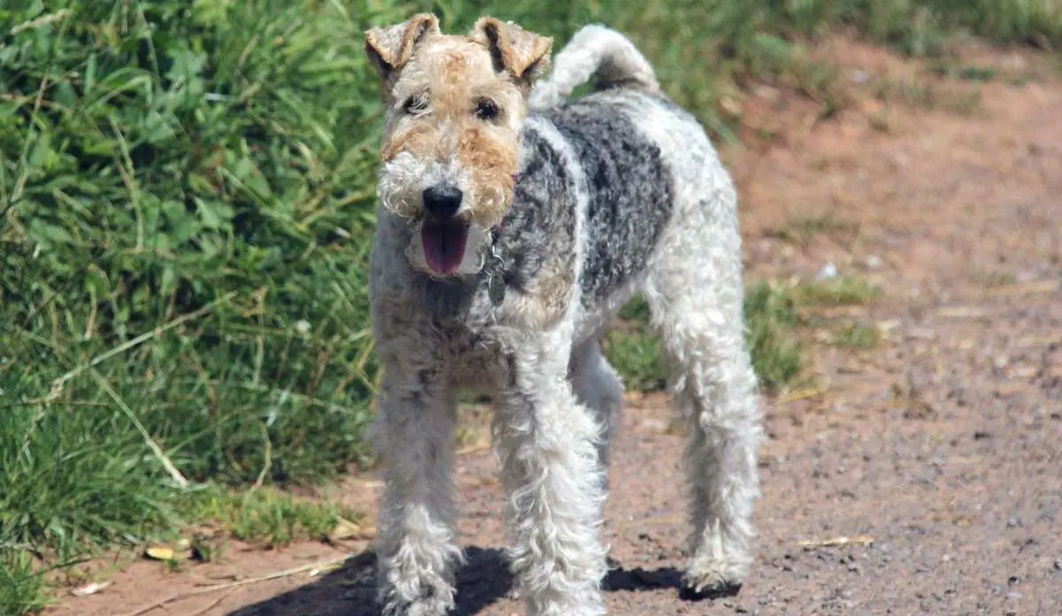 Fox Terrier Dog Walking on Hiking Path