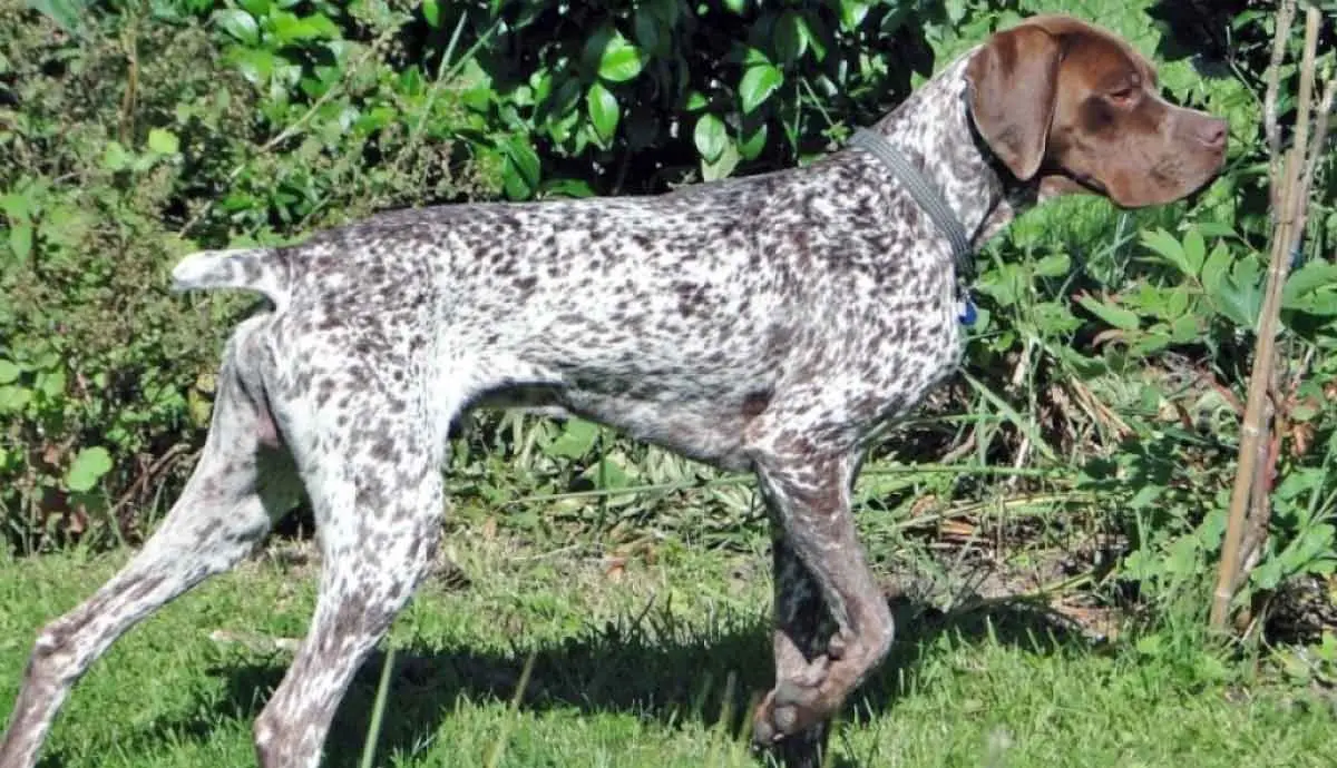 French Pointer Standing At Attention in Field