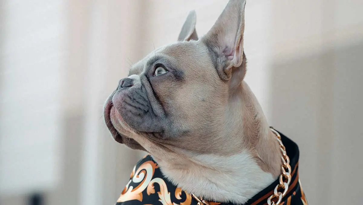 French bulldog wearing a gold chain and colorful jacket