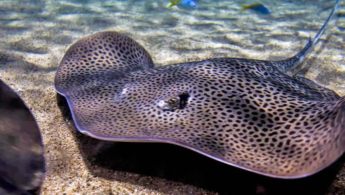 Freshwater Stingray