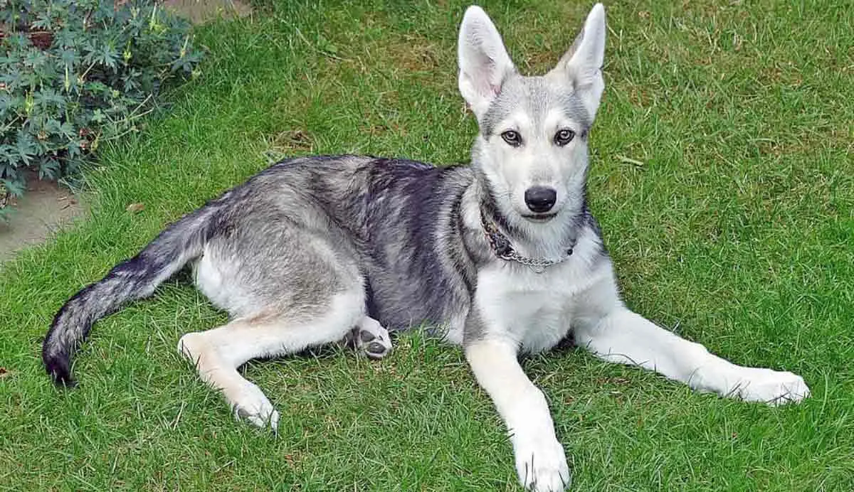 GREY WOLF DOG