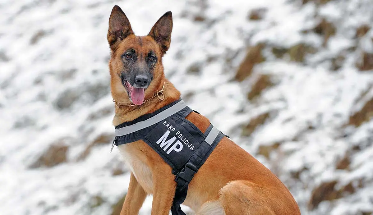 German_Shepherd_Dog_in_Lithuanian_Army