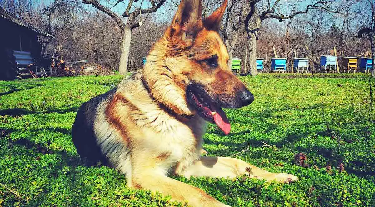 German Shepherd Lying on Grass Beside Tree