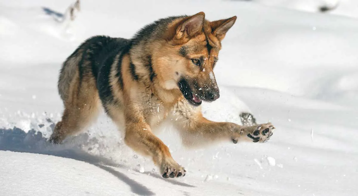 German Shepherd Playing With Snow