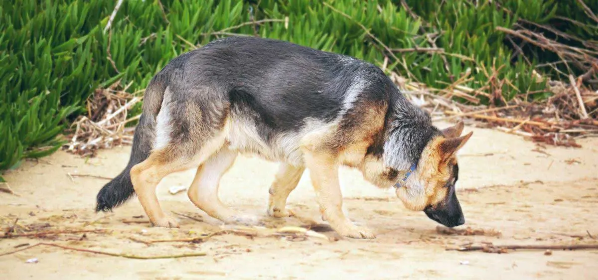 German Shepherd Sniffing Sand on Beach