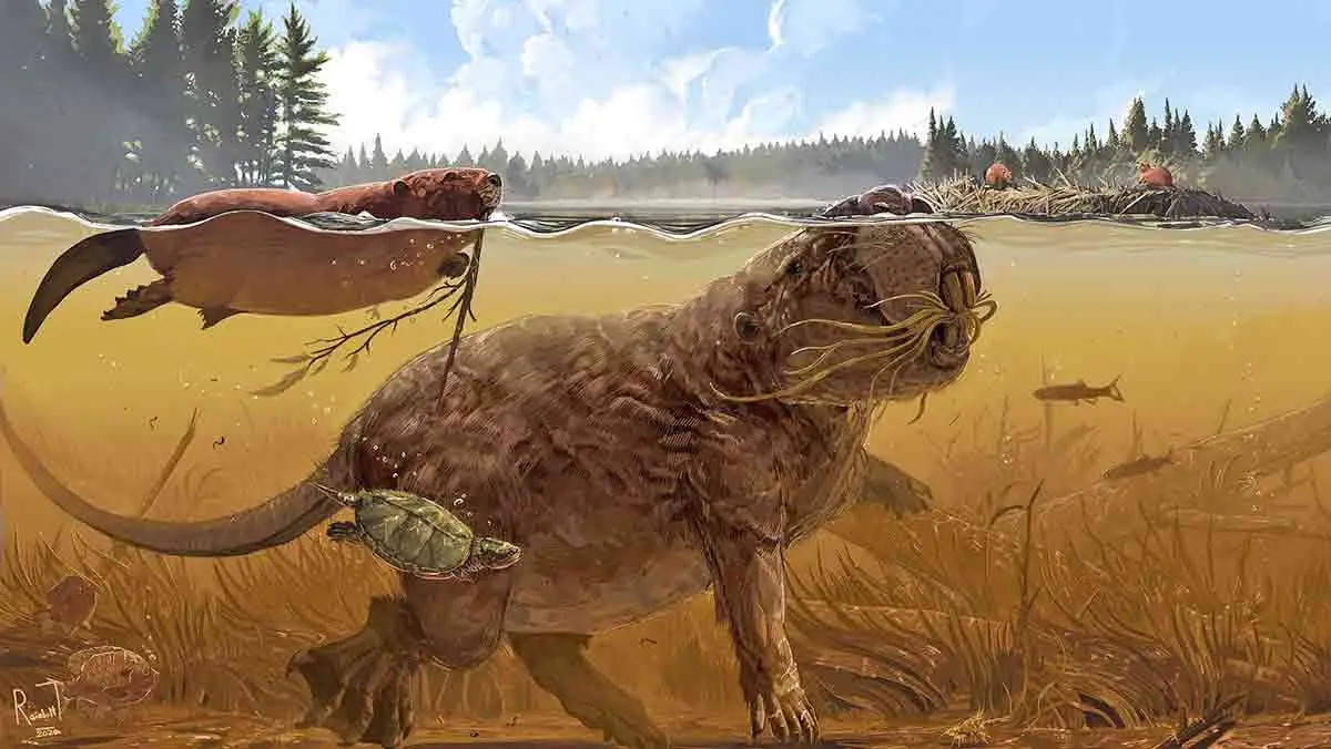 Giant beaver