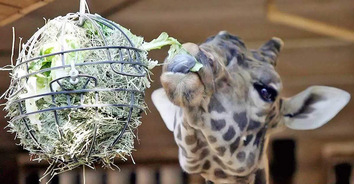 Giraffe food puzzle