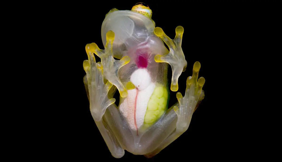 Glass frog