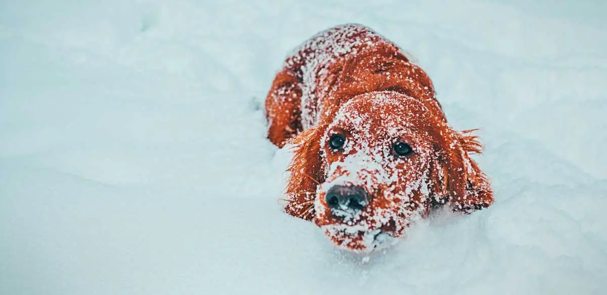 Golden Retriever Covered in Snow