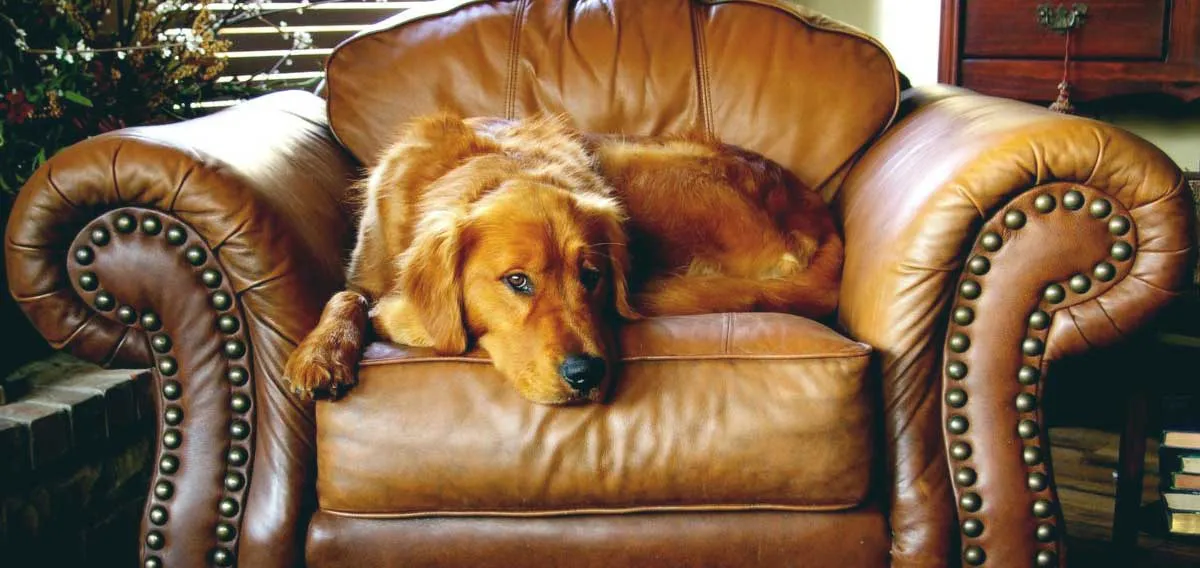 Golden Retriever Dog Lying on Couch