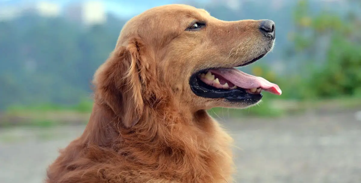 Golden Retriever Panting In outdoor park