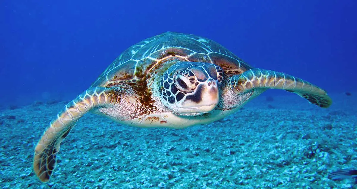 Green sea turtle