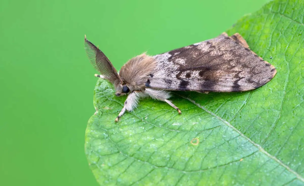 Gypsy Moth