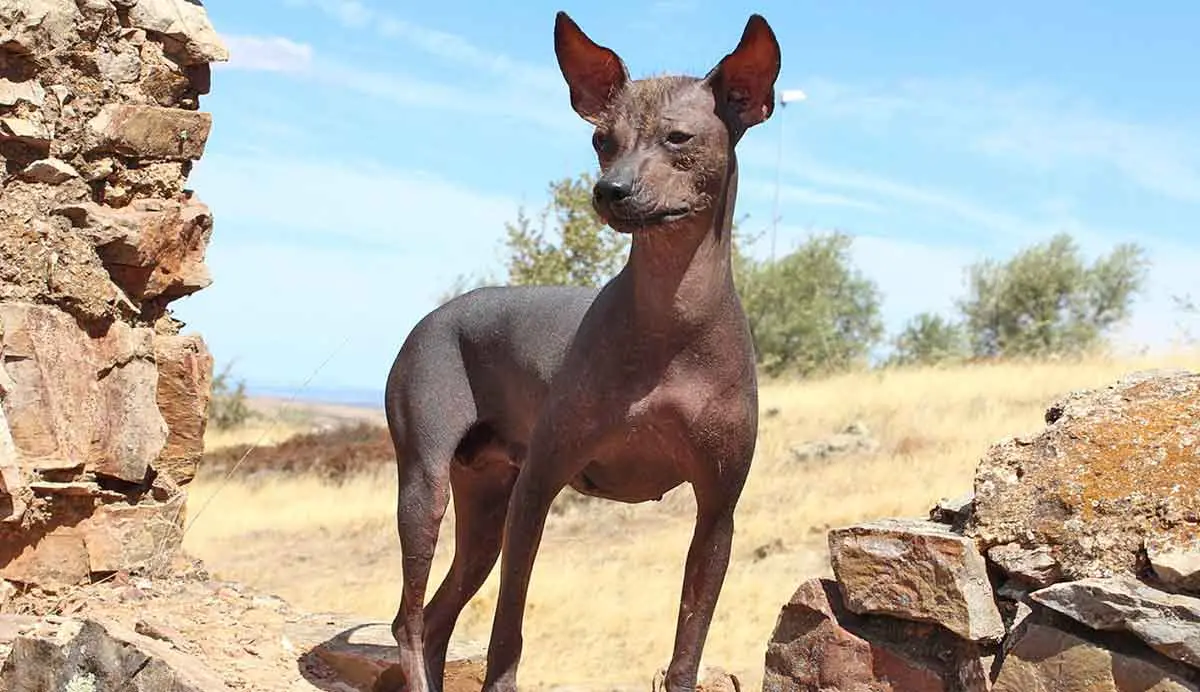 Hairless peruvian