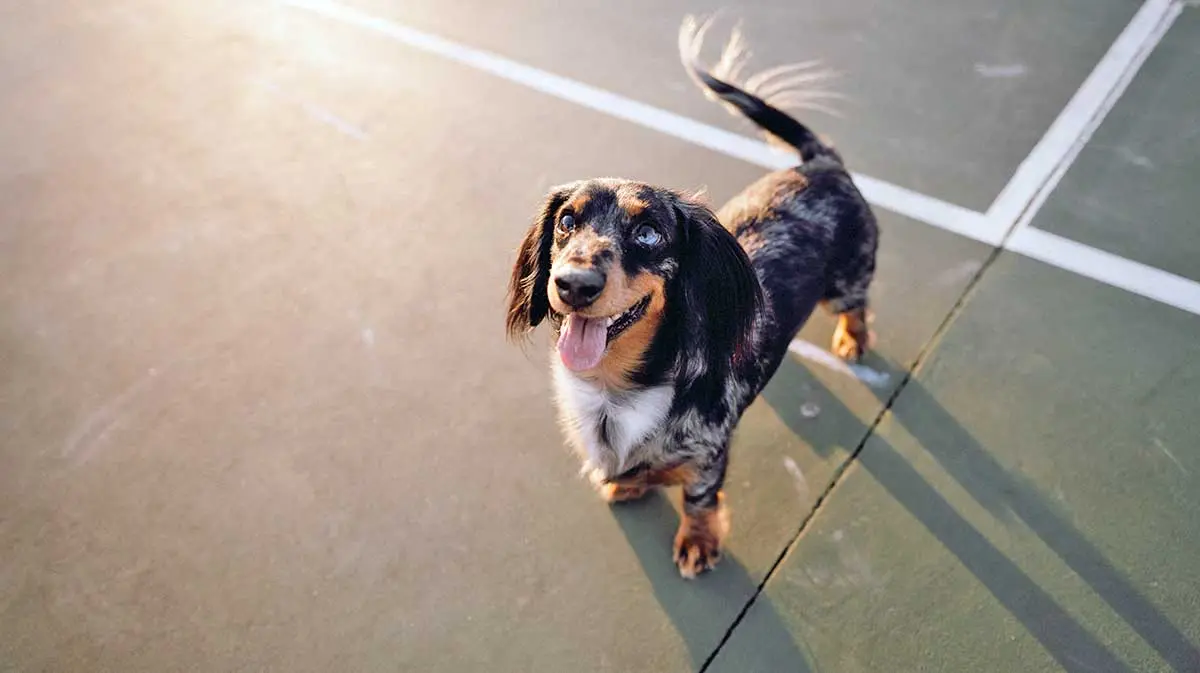 Happy dachshund