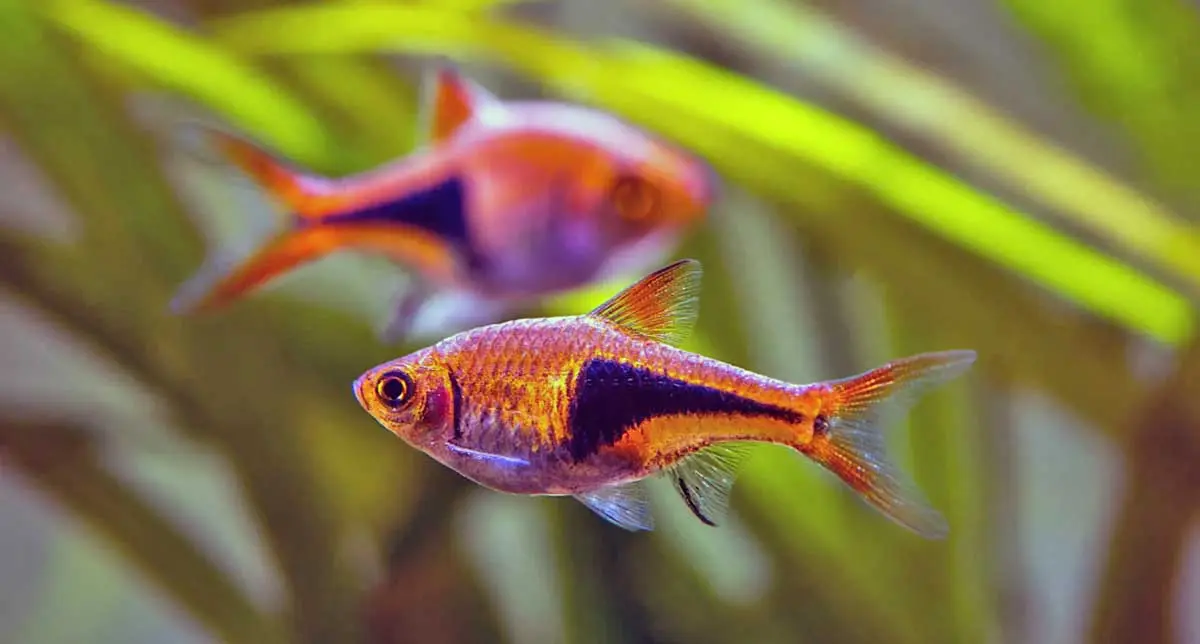 Harlequin rasbora vibrant colors