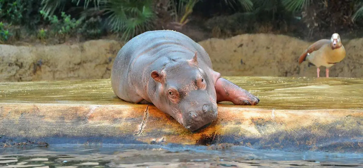 Hippo