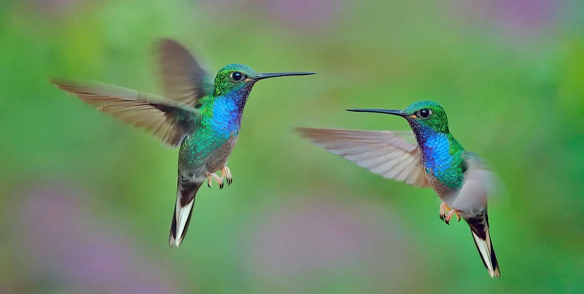 Hummingbirds with flapping wings