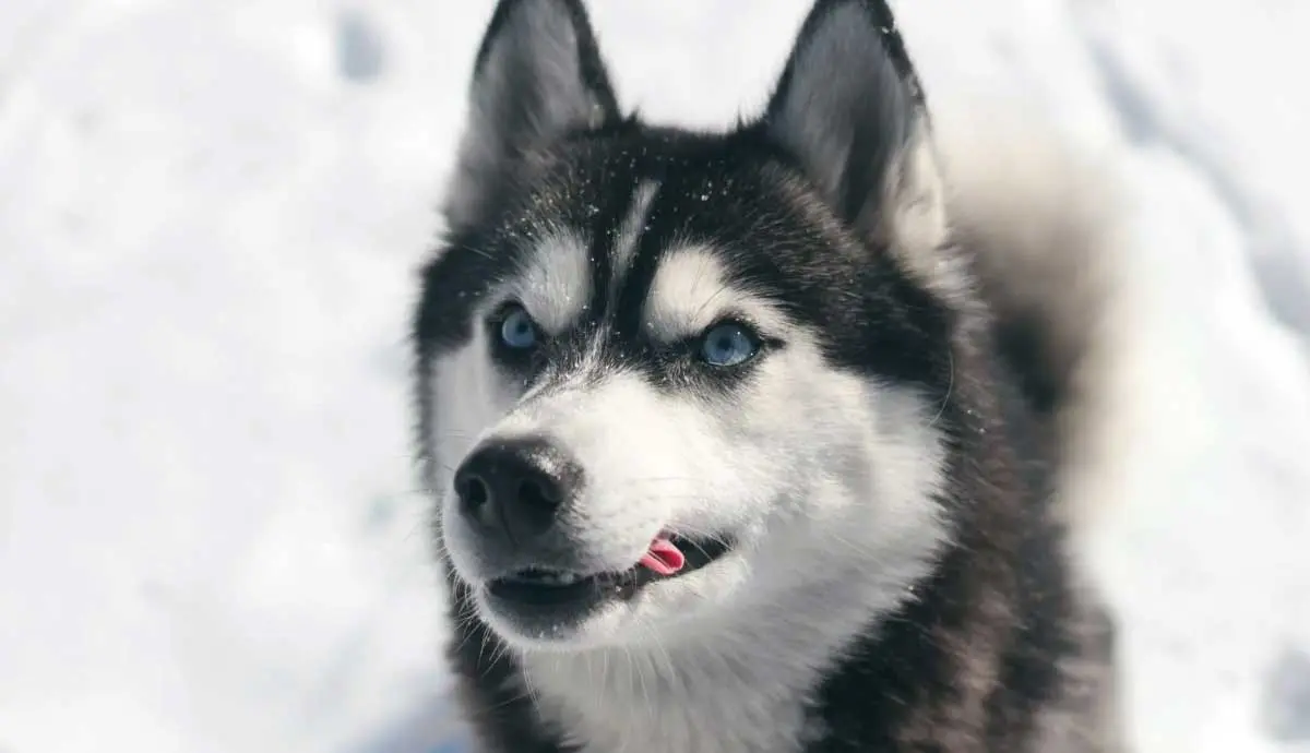 Husky