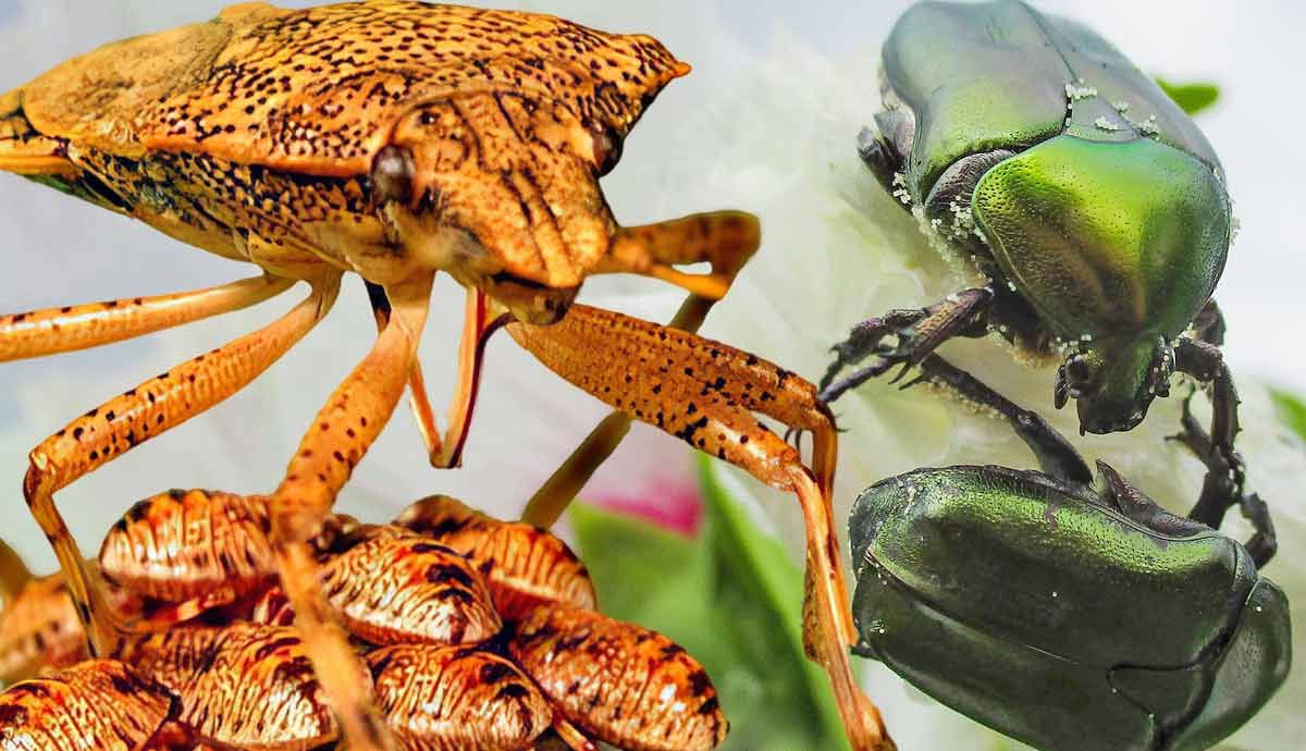 Insect Parenting: How Bugs Raise Their Young