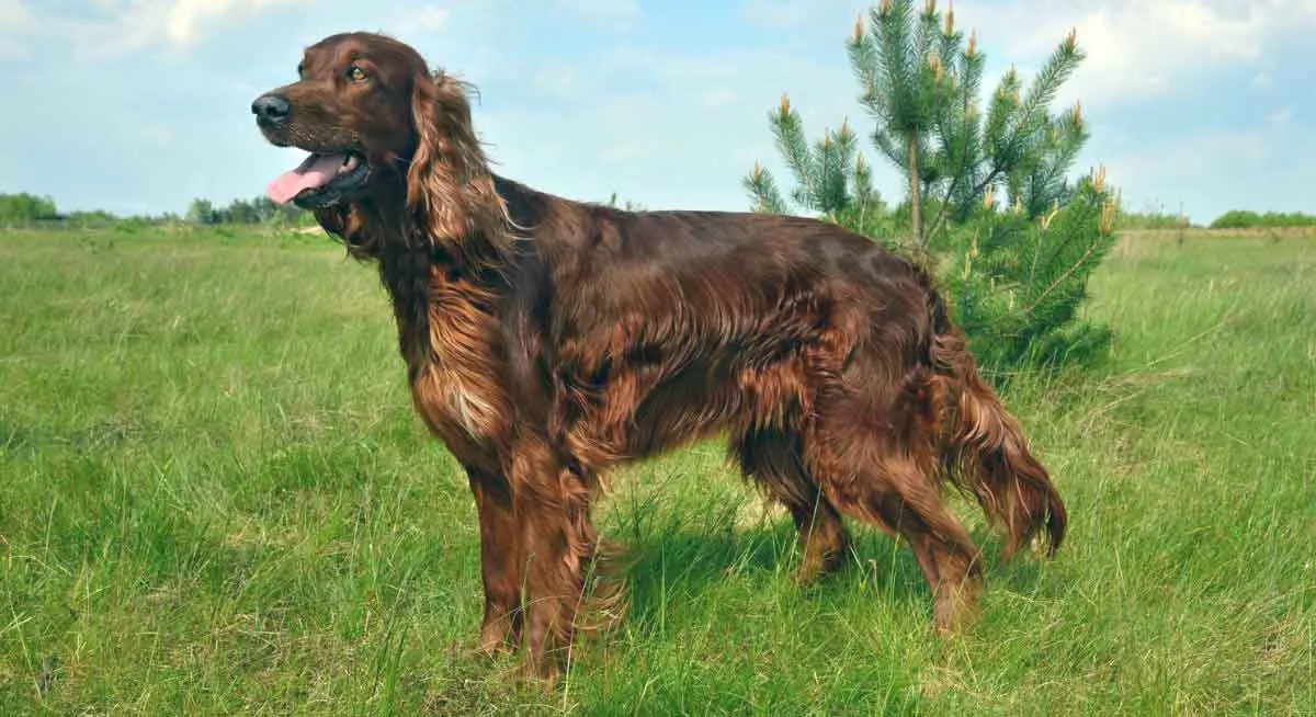 Irish Setter Dog Standing on Grass