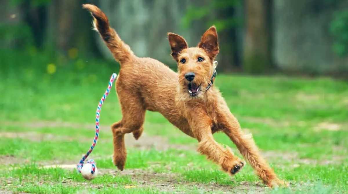 Irish Terrier Dog Playing With Ball