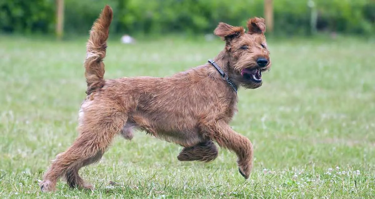 Irish Terrier Running in Field