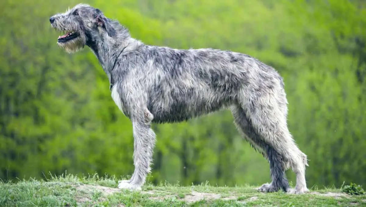 Irish Wolfhound Standing in Garden