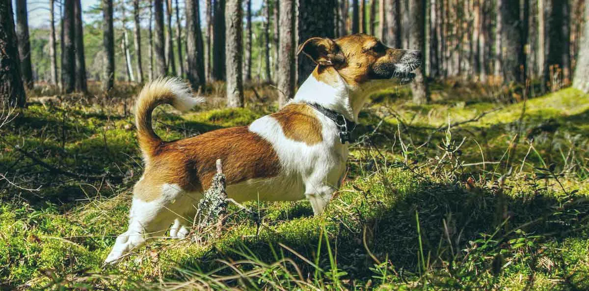 Jack Russell Dog Standing in Forest Sniffing