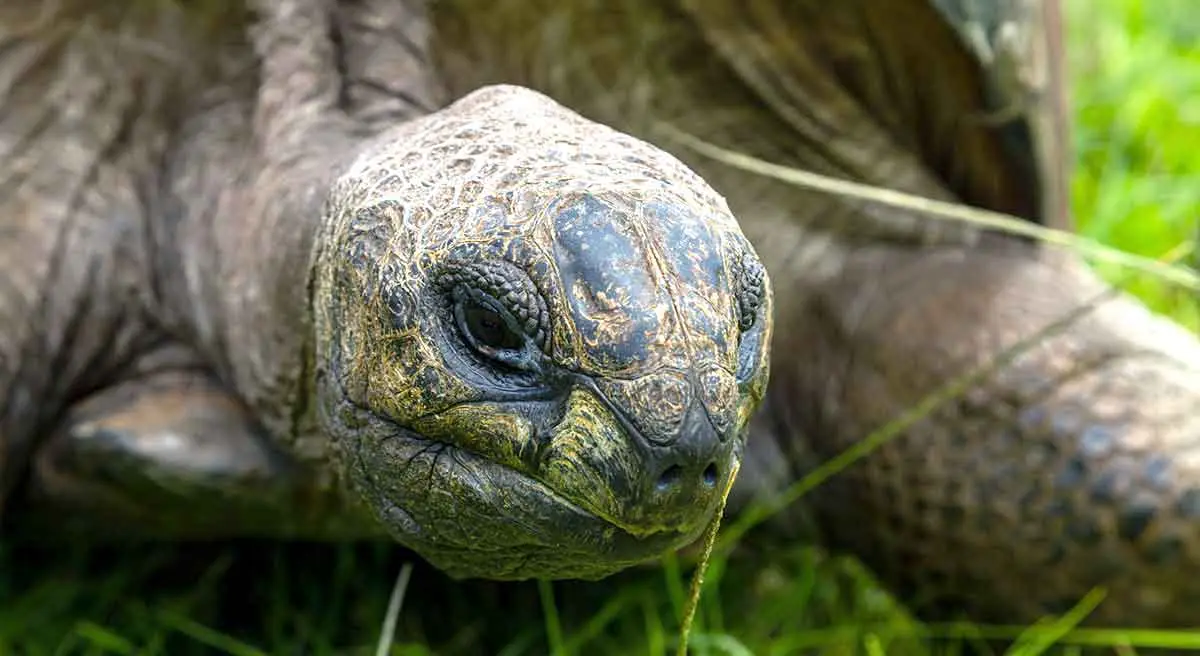 Jonathan the worlds oldest tortoise
