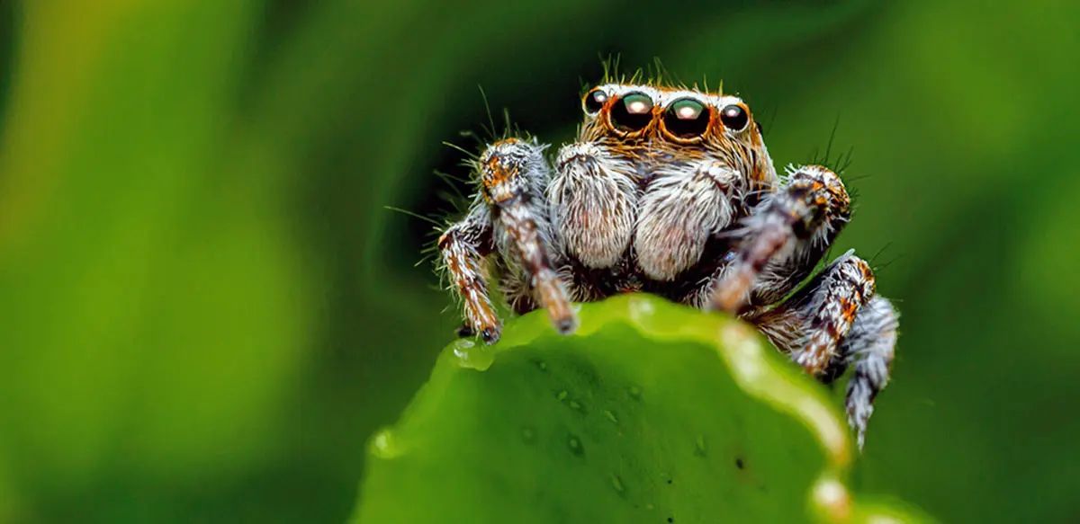 Jumping spider