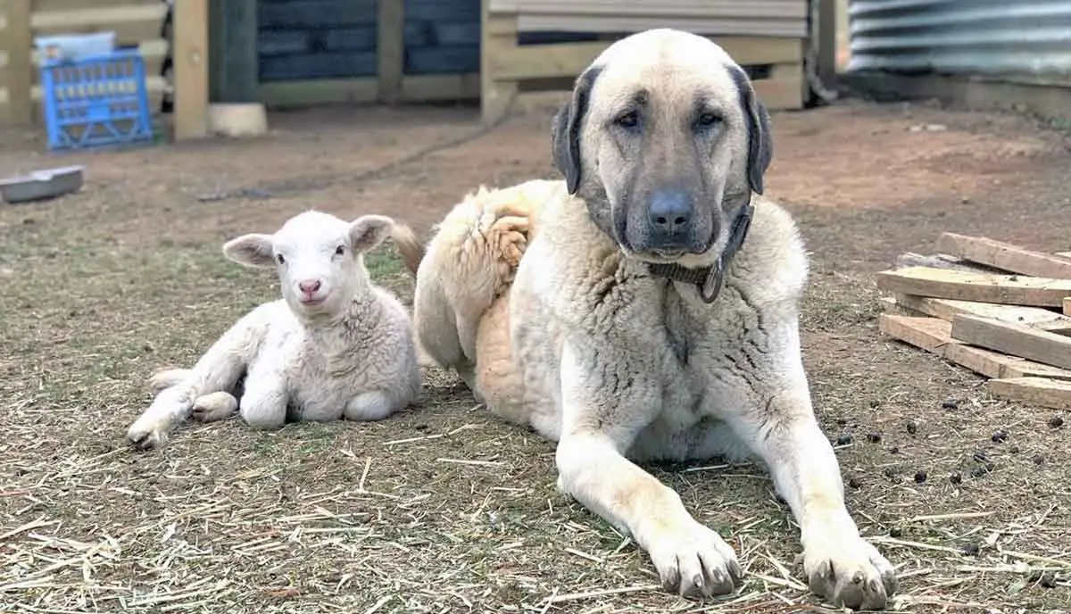 Kangal_and_Lamb