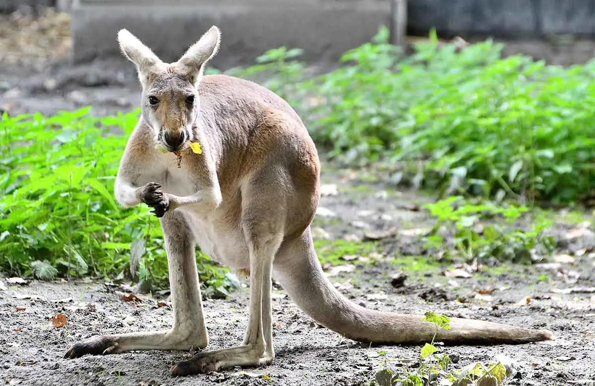 Kangaroo eating in animal park
