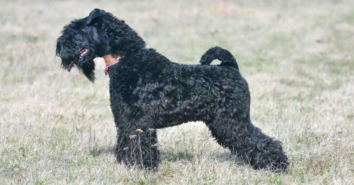 Kerry Blue Terrier Standing in Field