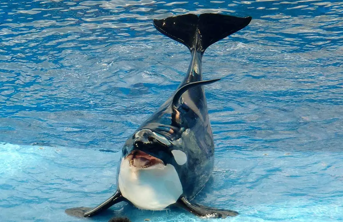 Killer whale