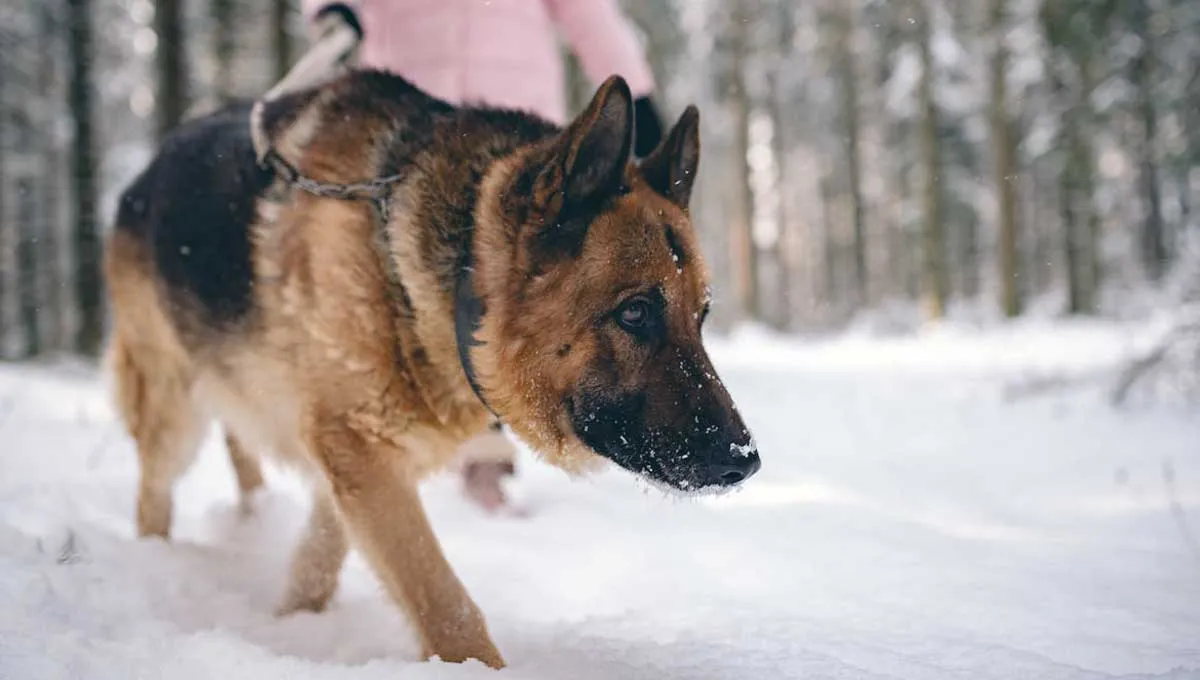 King Shepherd Dog Walking in Snowy Forest