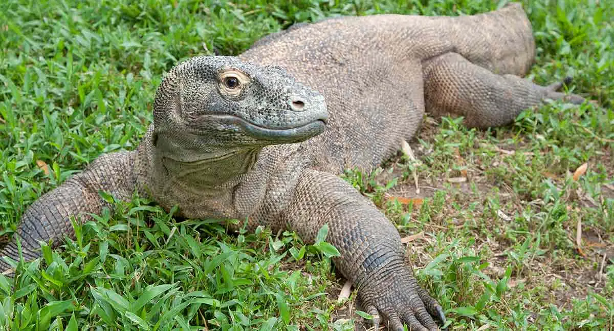 Komodo Dragon